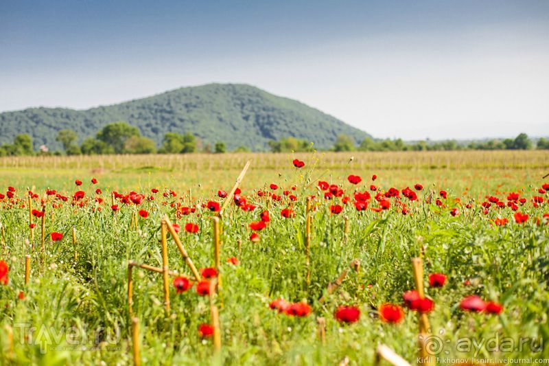 ГРУЗИЯ-РОДИНА ВИНОДЕЛИЯ