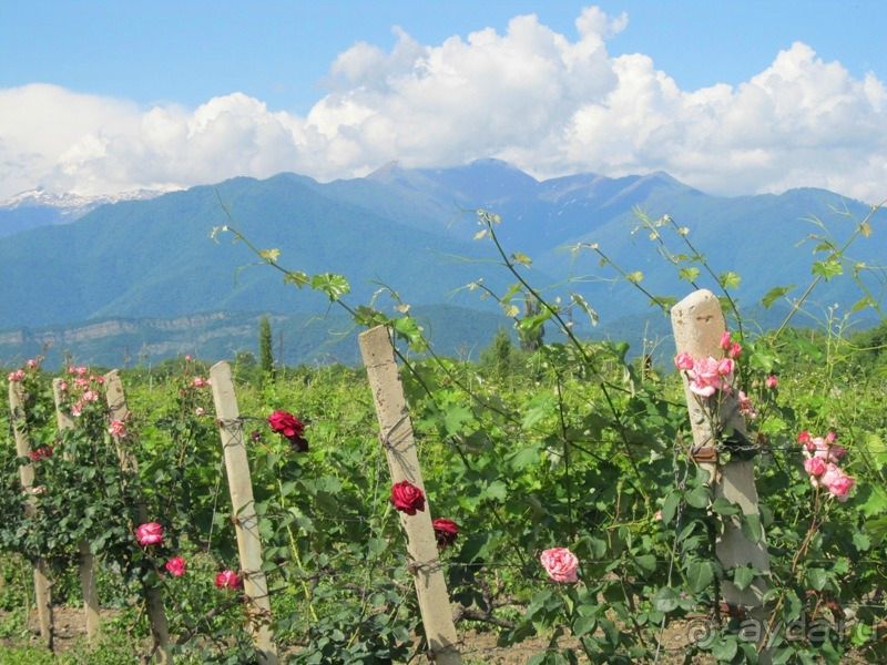 ГРУЗИЯ-РОДИНА ВИНОДЕЛИЯ