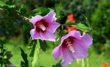 АПСАРОС-самая древняя крепость в Грузии