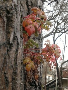 СУРАМИ-волшебный воздух гор