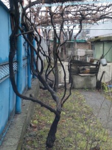 СУРАМИ-волшебный воздух гор