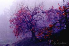 ГРУЗИЯ ЗИМОЙ