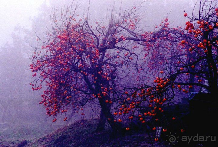 ГРУЗИЯ ЗИМОЙ