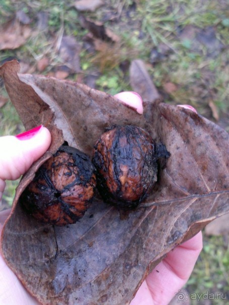 ОТДЫХ ЗИМОЙ...СКУЧНО? ТОЛЬКО НЕ В ГРУЗИИ!!!