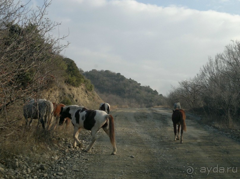 ОТДЫХ ЗИМОЙ...СКУЧНО? ТОЛЬКО НЕ В ГРУЗИИ!!!