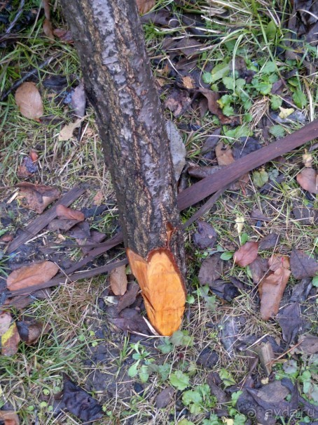 ОТДЫХ ЗИМОЙ...СКУЧНО? ТОЛЬКО НЕ В ГРУЗИИ!!!