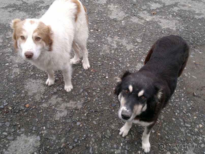 ОТДЫХ ЗИМОЙ...СКУЧНО? ТОЛЬКО НЕ В ГРУЗИИ!!!