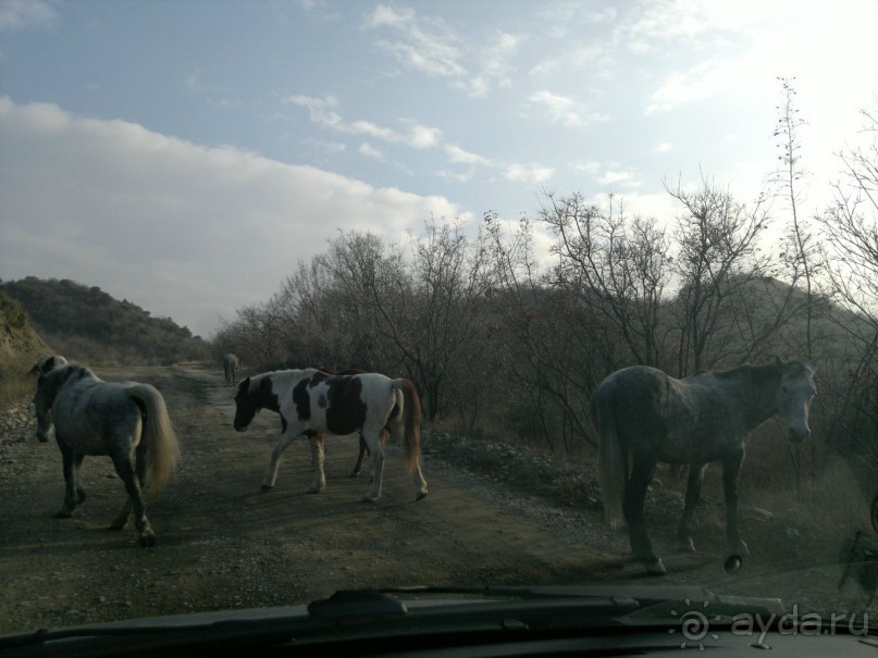 ОТДЫХ ЗИМОЙ...СКУЧНО? ТОЛЬКО НЕ В ГРУЗИИ!!!