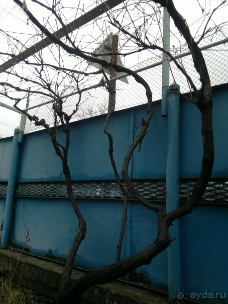 ОТДЫХ ЗИМОЙ...СКУЧНО? ТОЛЬКО НЕ В ГРУЗИИ!!!