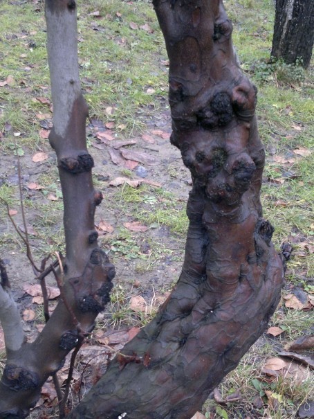 ОТДЫХ ЗИМОЙ...СКУЧНО? ТОЛЬКО НЕ В ГРУЗИИ!!!