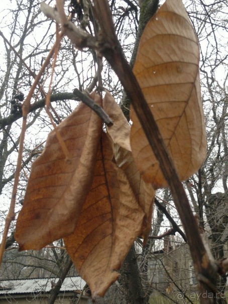 ОТДЫХ ЗИМОЙ...СКУЧНО? ТОЛЬКО НЕ В ГРУЗИИ!!!