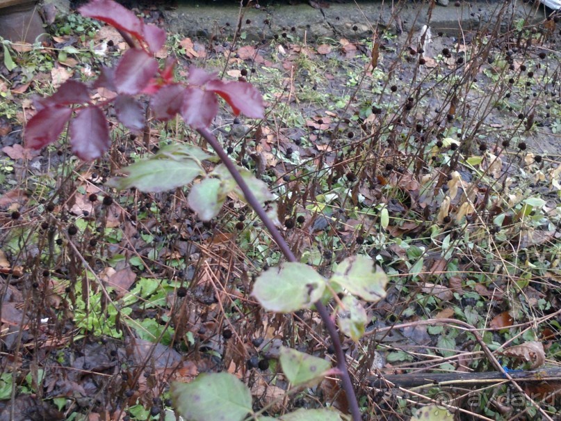 ОТДЫХ ЗИМОЙ...СКУЧНО? ТОЛЬКО НЕ В ГРУЗИИ!!!