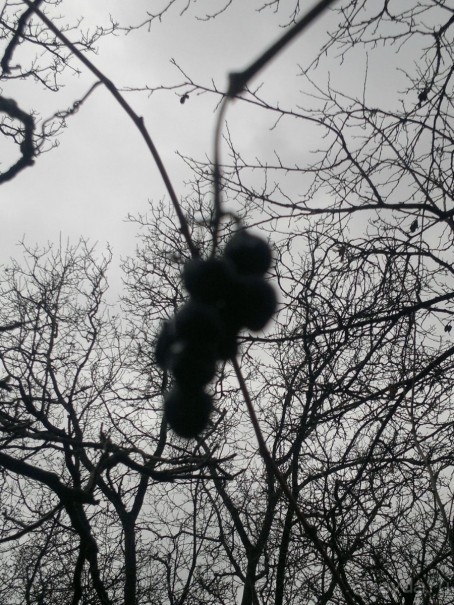 ОТДЫХ ЗИМОЙ...СКУЧНО? ТОЛЬКО НЕ В ГРУЗИИ!!!