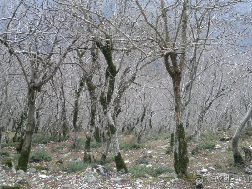 ОТДЫХ ЗИМОЙ...СКУЧНО? ТОЛЬКО НЕ В ГРУЗИИ!!!