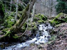 Альбом отзыва "Грузия Боржоми"