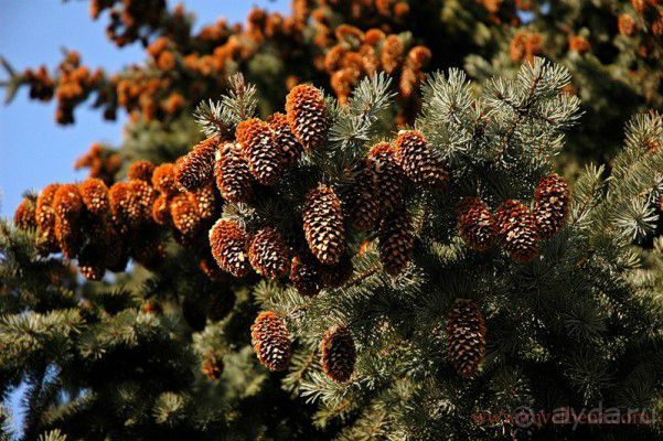 Грузия Боржоми