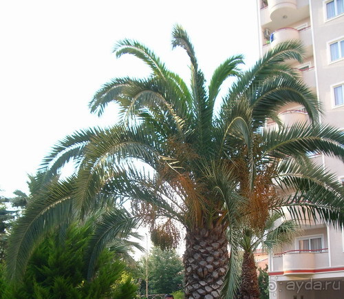 фото Banana Hotel