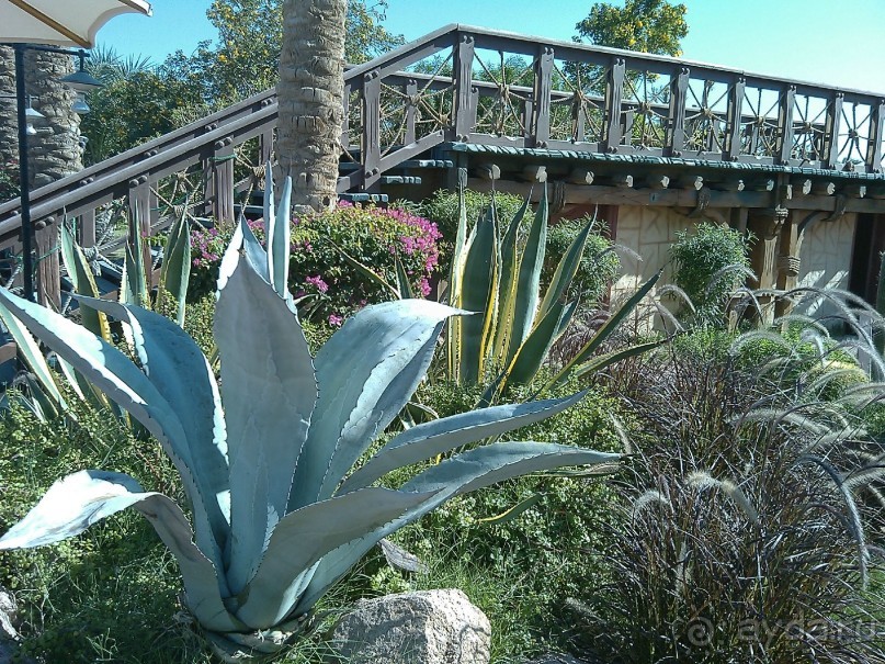 Чесотка в подарок