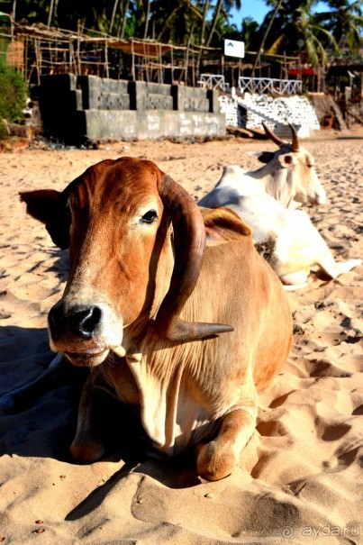 Такая загадочная Индия