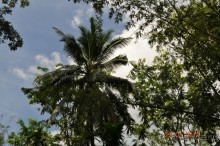 фото Patong Bay Resotel