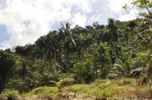 фото Patong Bay Resotel