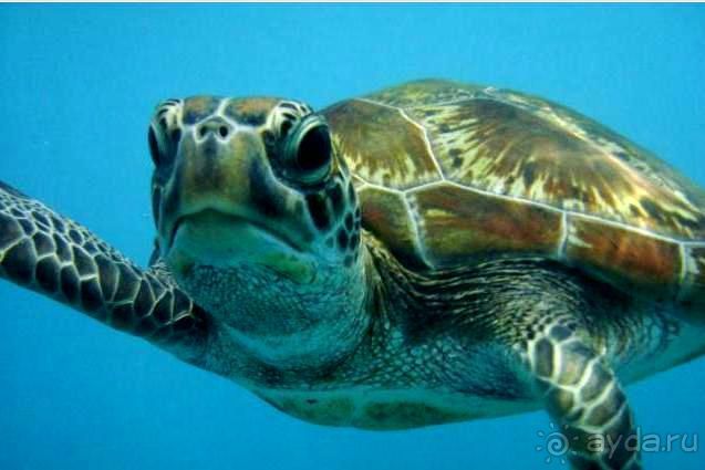 фото Patong Bay Resotel