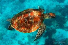 фото Patong Bay Resotel