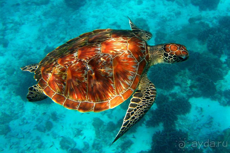 Безумие Тайланда