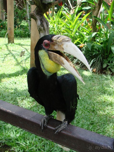 фото Bali Tropik Resort & Spa