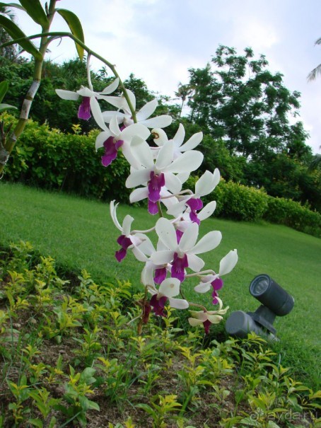 Незабываемый Бали