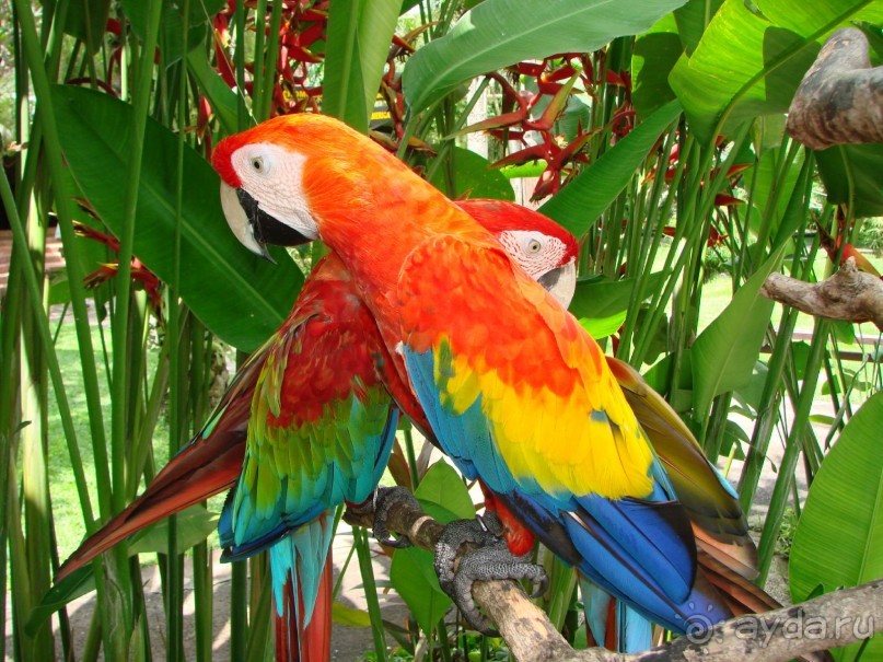 Незабываемый Бали