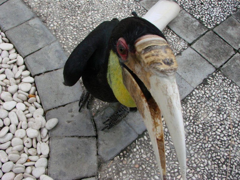 Незабываемый Бали