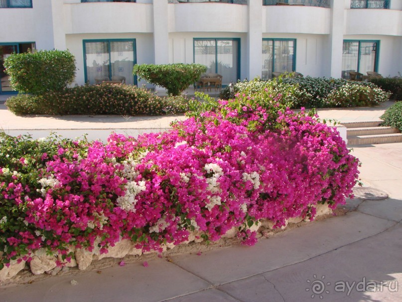 Веселая Роджана