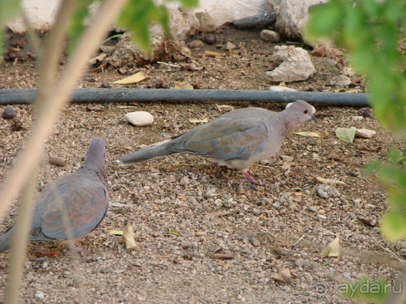 Бесконечный Шеротон