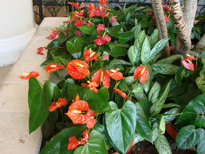 Бесконечный Шеротон