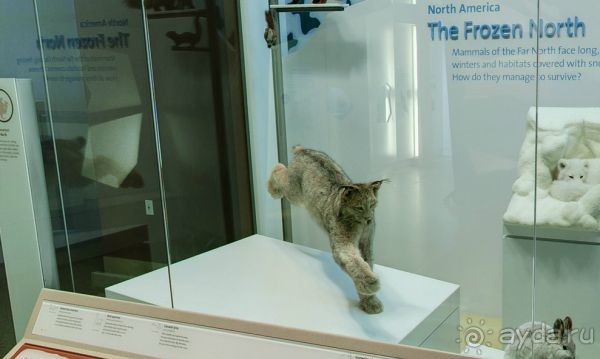 Если вы будете в США вы должны обязательно посетить этот музей!(+МНОГО ФОТО) Если вы будете в США вы должны обязательно посетить этот музей!(+МНОГО ФОТО)