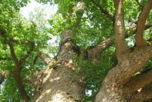 Величественное творение природы!+ ФОТО