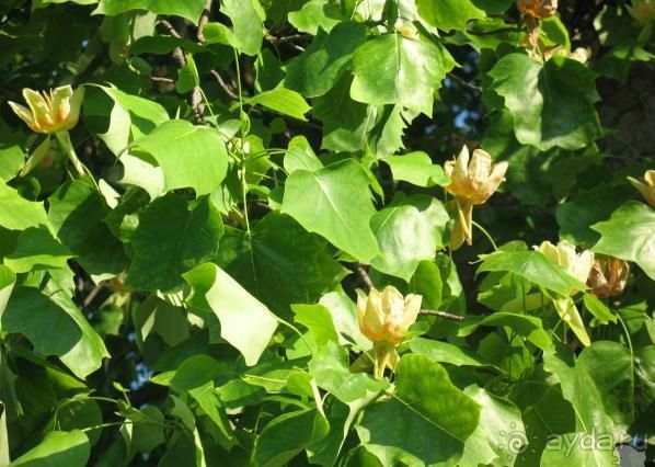 Величественное творение природы!+ ФОТО