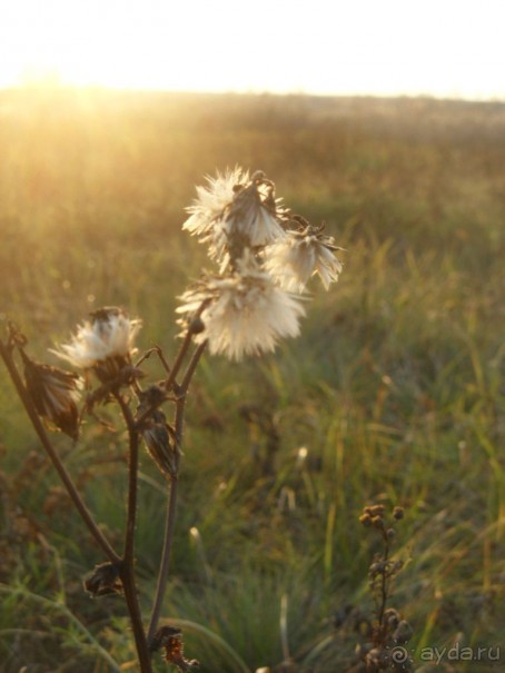 Музей-усадьба великого писателя М.А. Шолохова - Здесь Шолохов родился, жил и творил