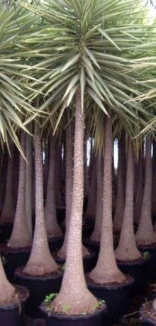 цветение деревьев юкки на юге Испании цветение деревьев юкки на юге Испании