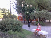 цветение деревьев юкки на юге Испании