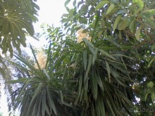 цветение деревьев юкки на юге Испании