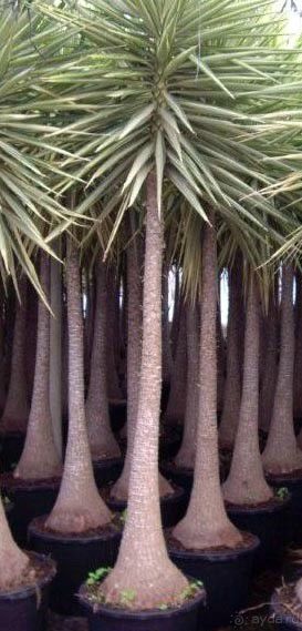 цветение деревьев юкки на юге Испании