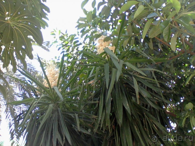 Альбом отзыва 