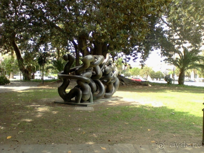 Когда фикусы выбираются из горшков