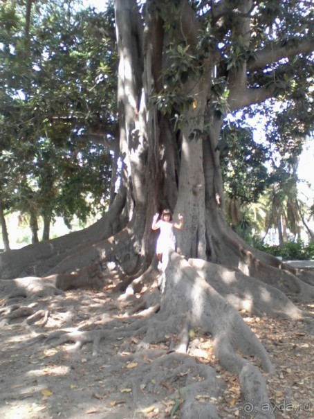 Когда фикусы выбираются из горшков