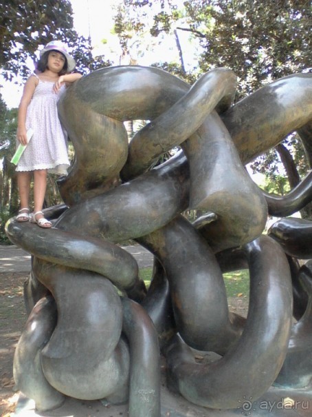 Когда фикусы выбираются из горшков