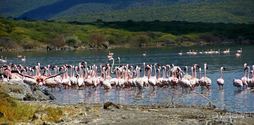 Кения озеро Богория