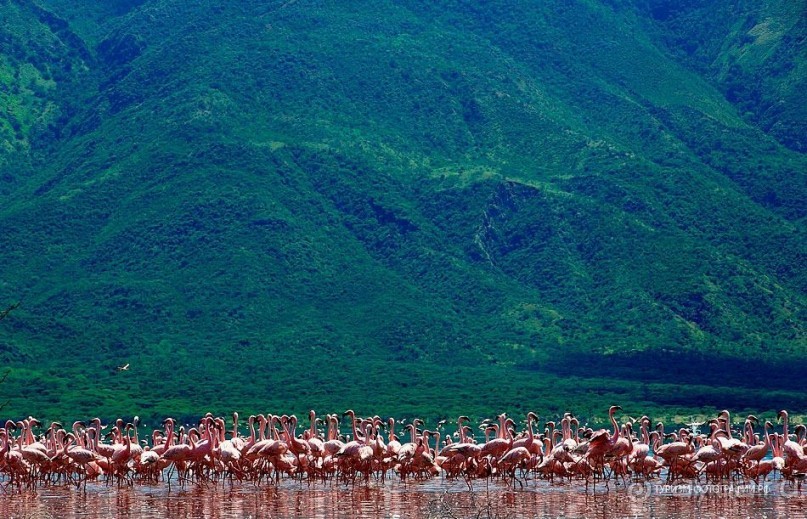 Кения озеро Богория