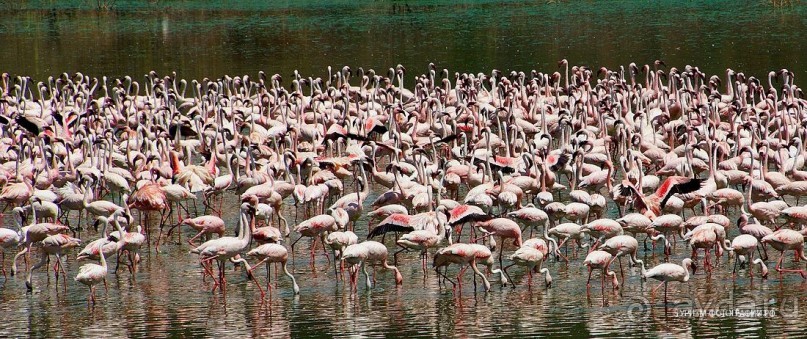 Кения озеро Богория